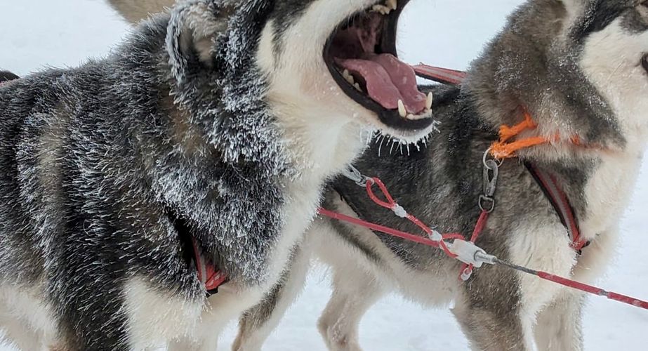 Huskies groepsreis Zweden Huskies groepsreis Zweden